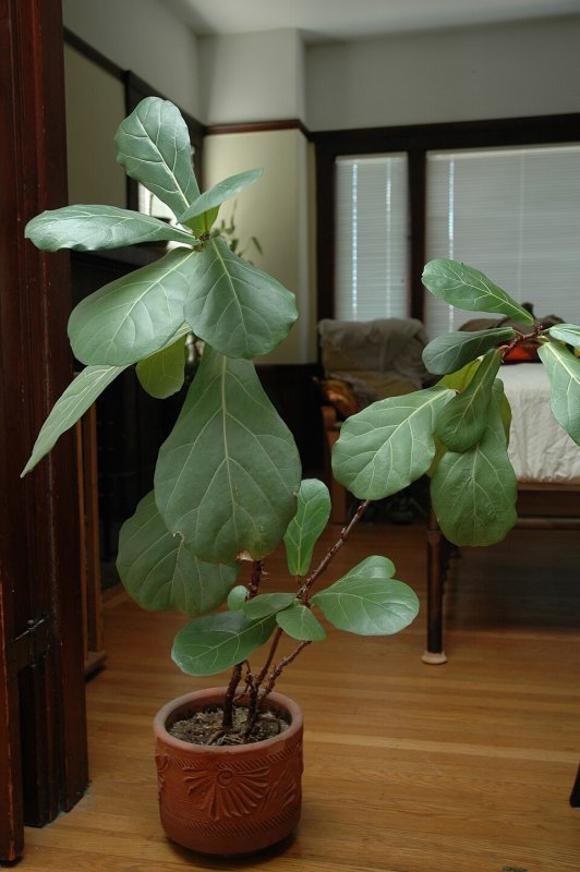 Ficus lyrata