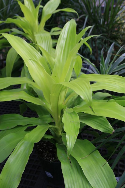 Dracaena deremensis