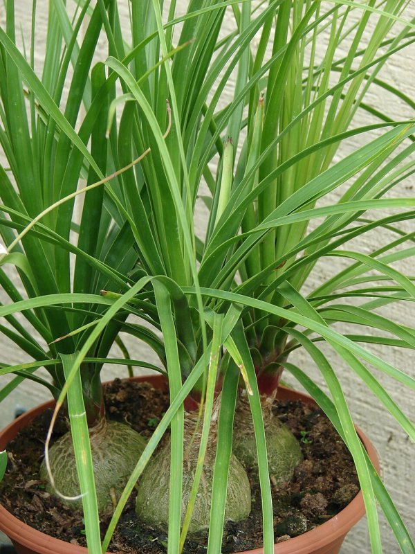 Beaucarnea recurvata