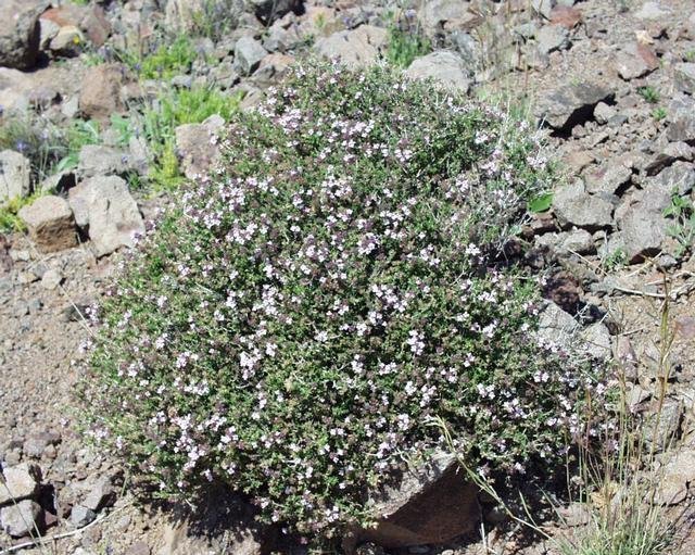 Farigola