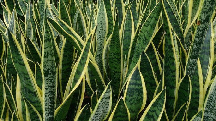 Sansevieria