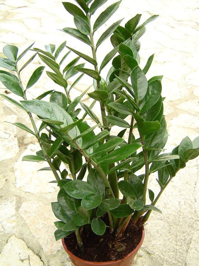 Zamioculca