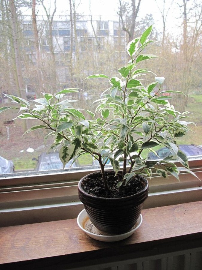 Ficus benjamina