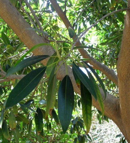 Ficus Amstel