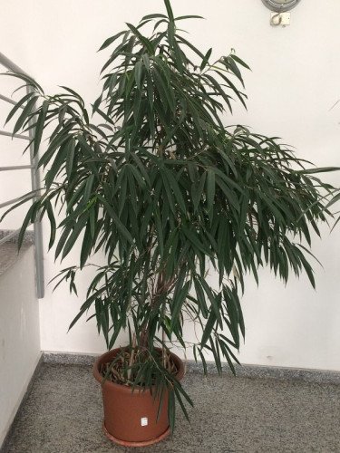 Ficus longifolia