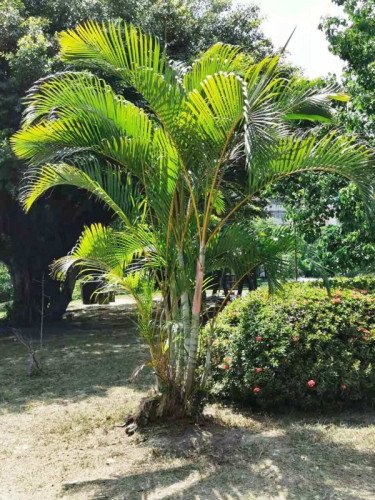 Areca