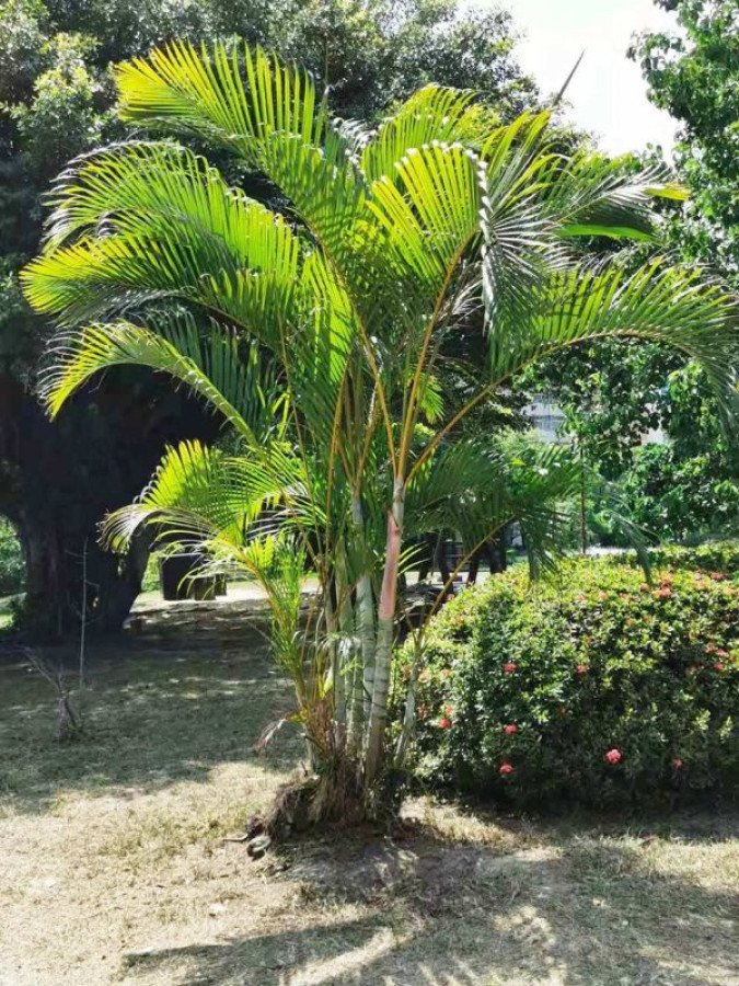 Areca