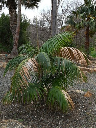 Kentia