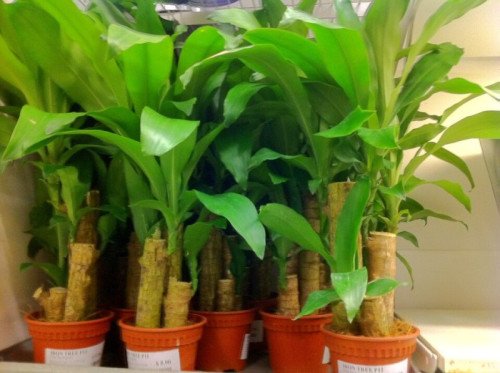Dracaena fragrans