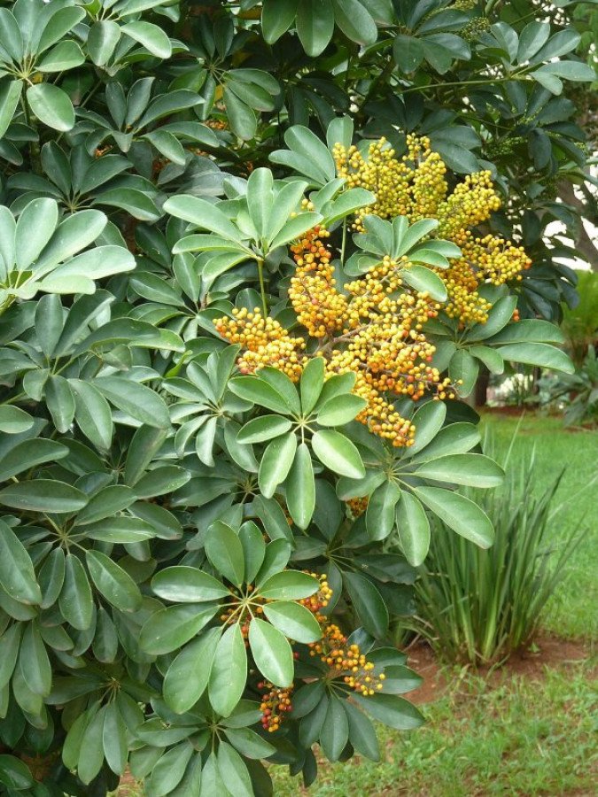 Schefflera