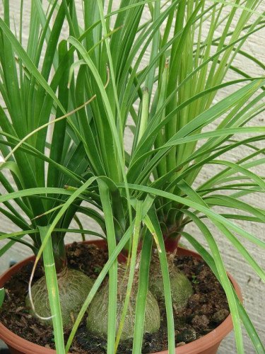 Beaucarnea recurvata
