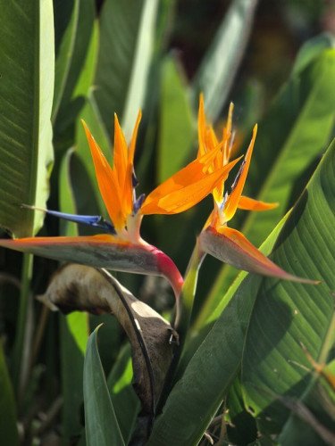Strelitzia