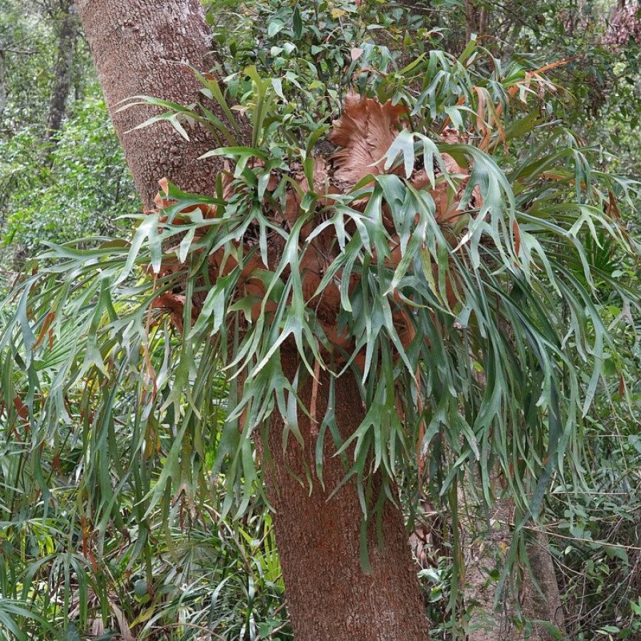 Platycerium