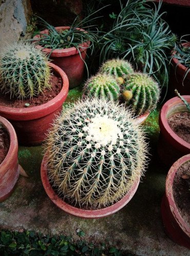 Cactus