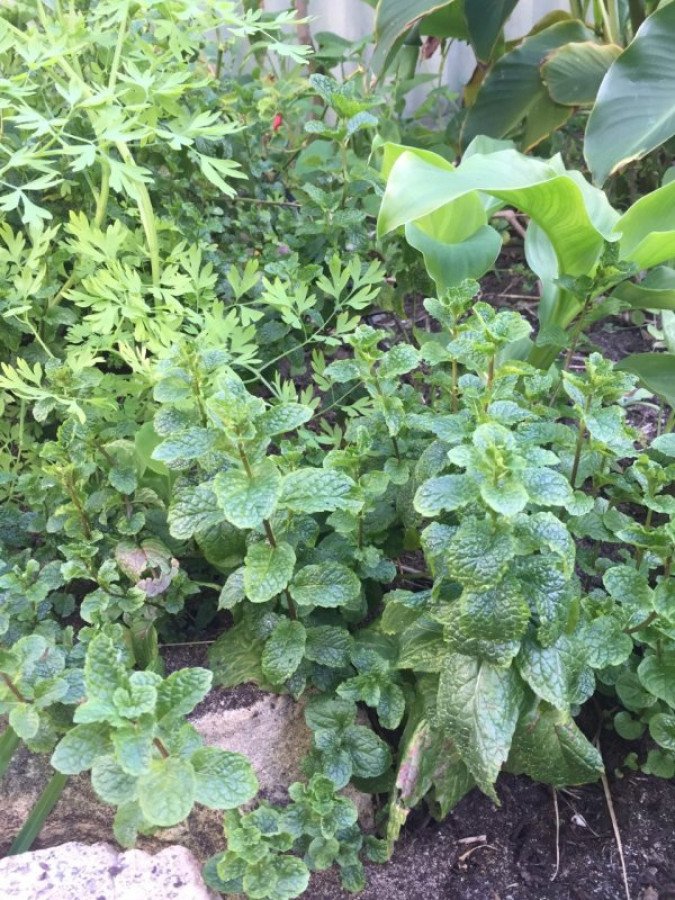 Aromáticas