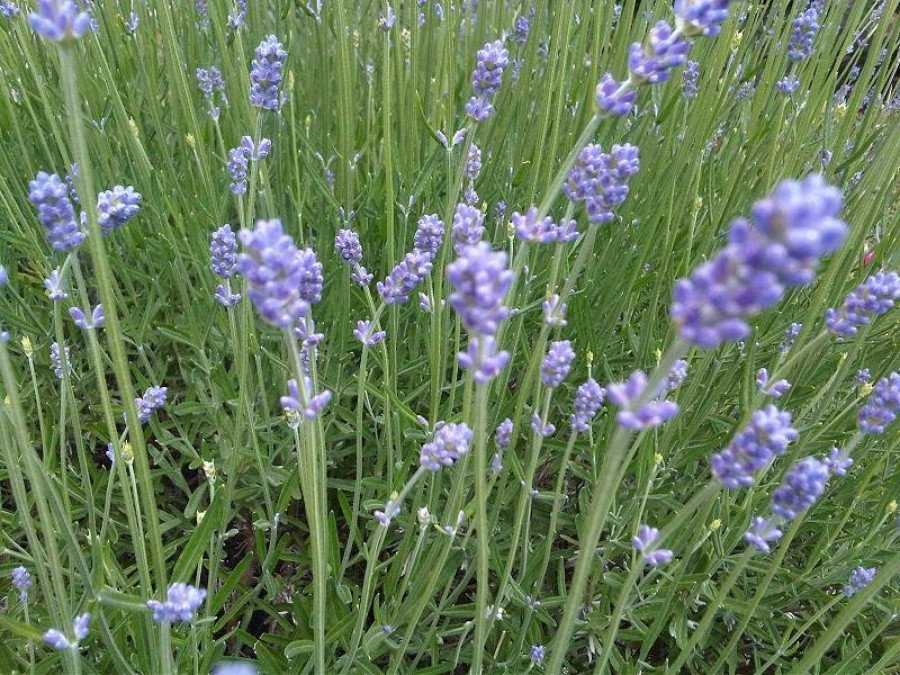 Lavanda