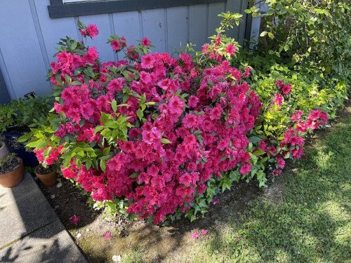 Azalea
