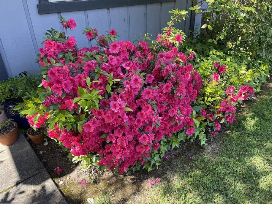 Azalea
