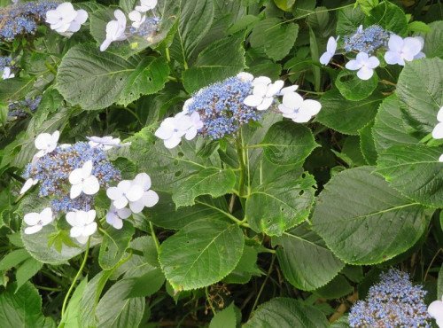 Hortensia
