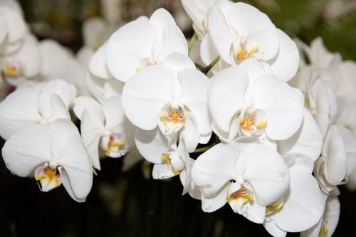 Phalaenopsis