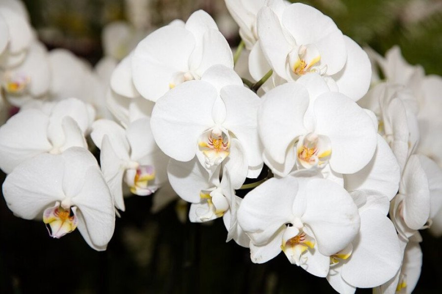 Phalaenopsis