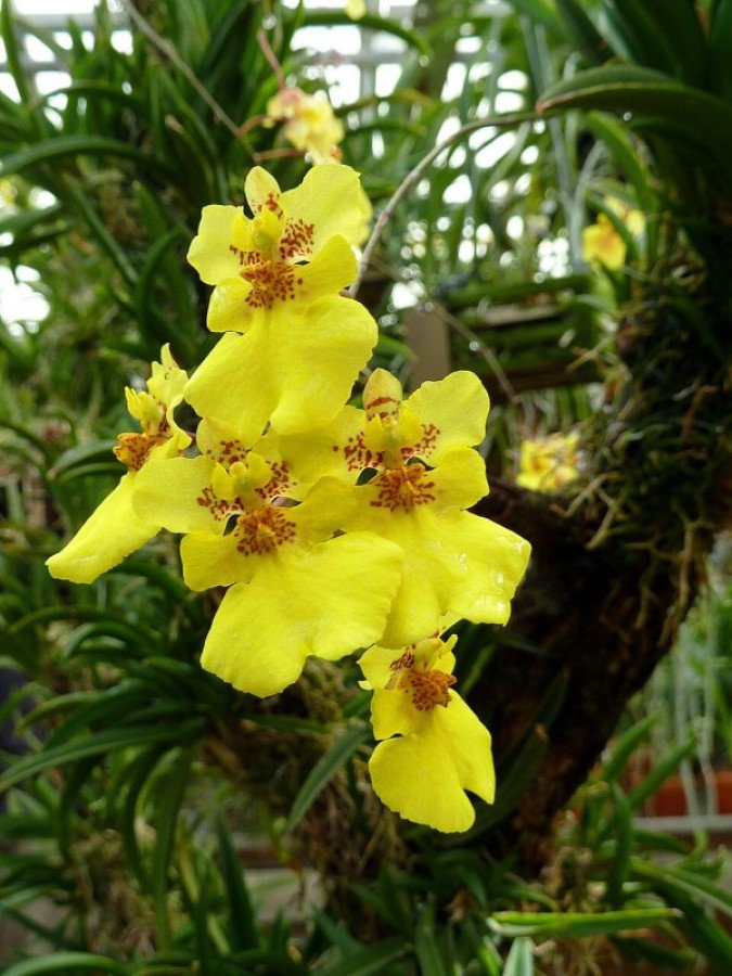 Oncidium