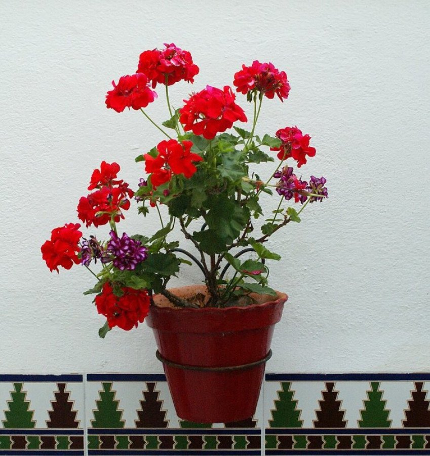 Test de terracota